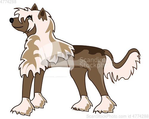 Image of Chinese Crested dog on white background is insulated