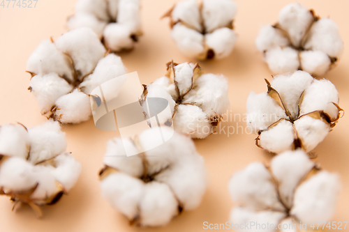 Image of cotton flowers on beige background