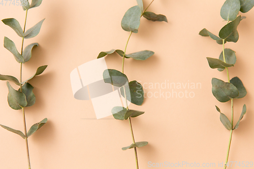 Image of eucalyptus cinerea branches on beige background