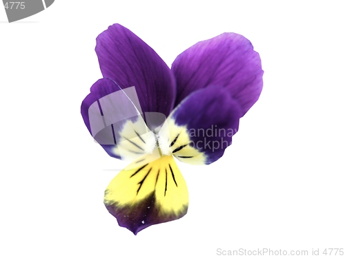 Image of purple pansy design