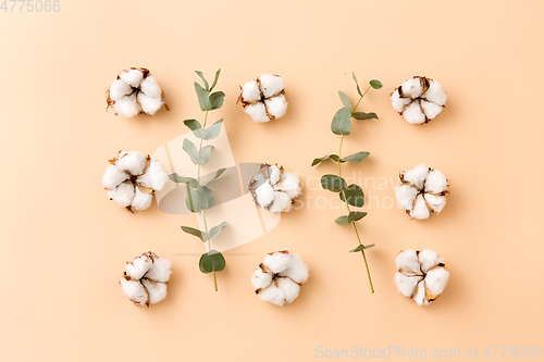 Image of cotton flowers and eucalyptus on beige background