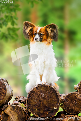 Image of Portrait of a beautiful papillon purebreed dog