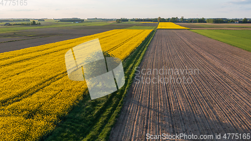 Image of Yellow rape field with tree and bushes