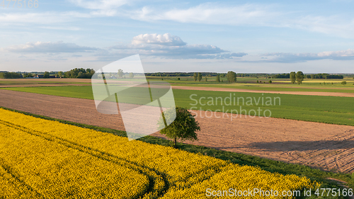 Image of Yellow rape field with tree and bushes