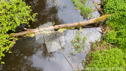 Image of Forest river with dead tree log lying over