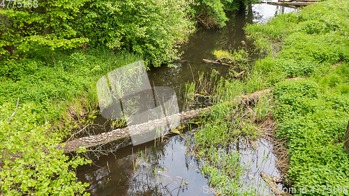 Image of Forest river with dead tree log lying over