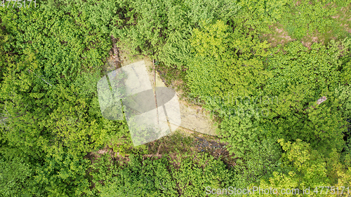 Image of Riparian tree stand in spring