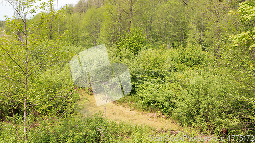 Image of Riparian stand in spring