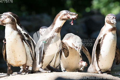 Image of Pinguin is being fed