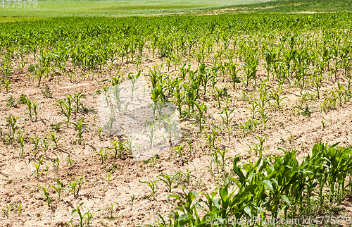 Image of row of maize plants