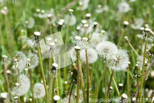 Image of White dandelions