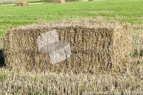 Image of agricultural field, cereals