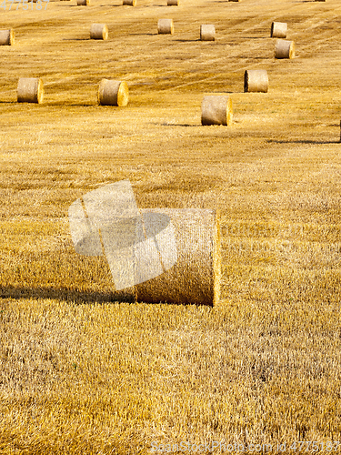 Image of Harvest of mature cereal