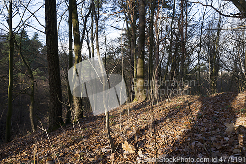 Image of Autumn trees, nature