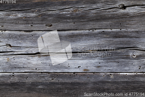 Image of Background of old tree