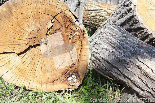 Image of Trunk of a sawn wood