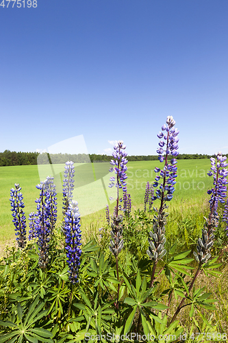 Image of Purple lupin , wildflowers