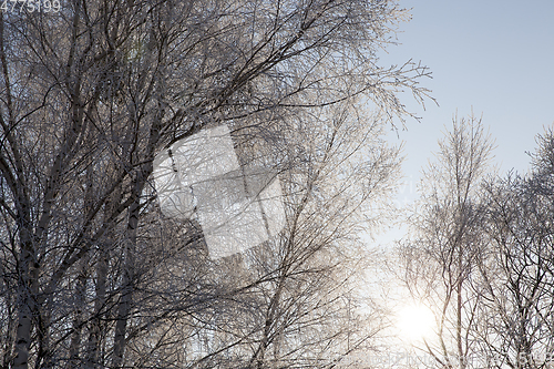 Image of hoarfrost on the branches of trees