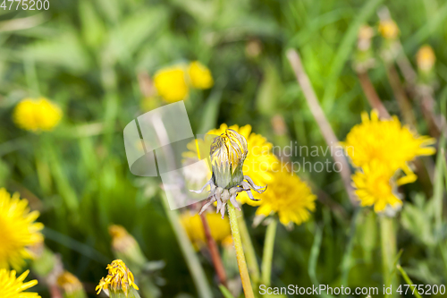 Image of dandelions in morning