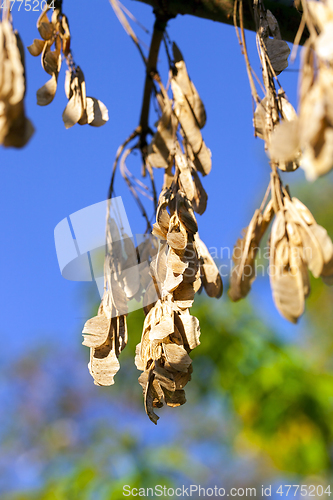 Image of Dry maple seeds