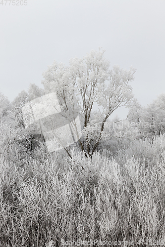 Image of Trees in the frost