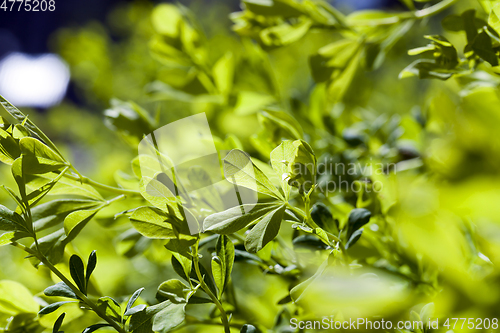 Image of green leaf