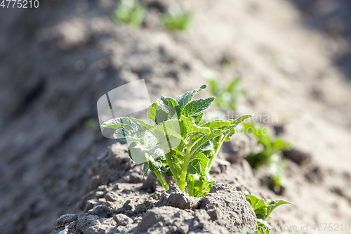 Image of Green Bush of potatoes