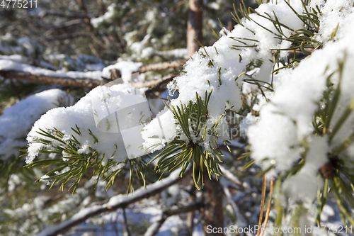 Image of Pine forest under the snow