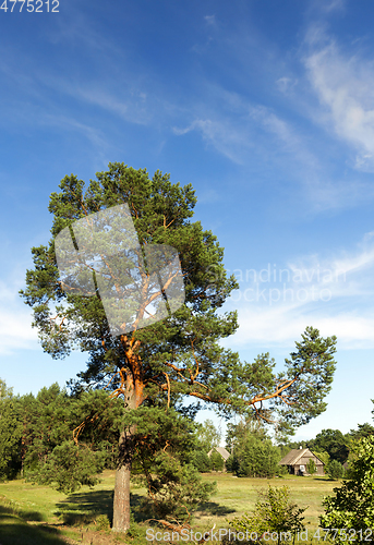 Image of High pine forest