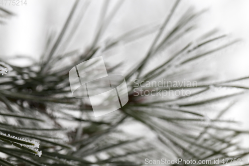 Image of Pine forest, close-up