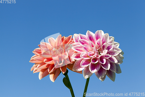 Image of dahlia, close up