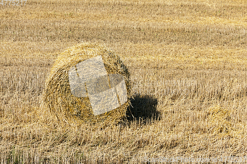 Image of One haystack