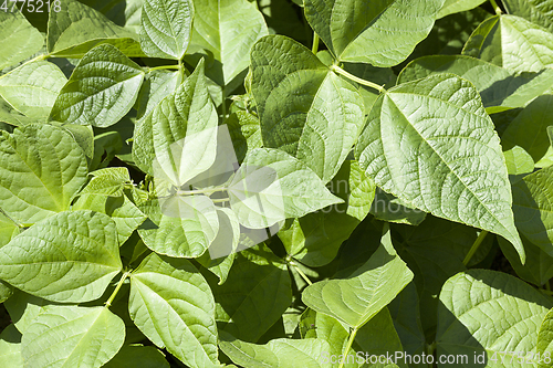 Image of green peppers