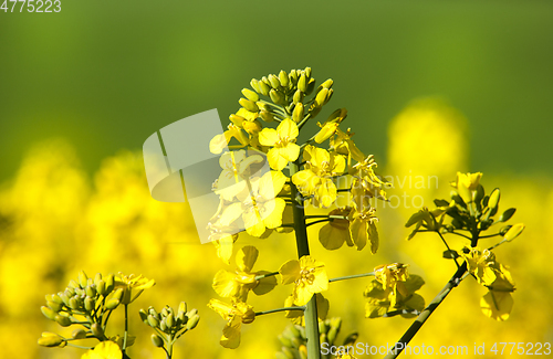 Image of canola flower