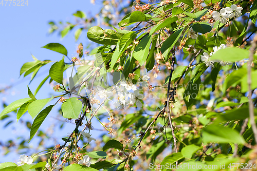 Image of Flowers without leaves