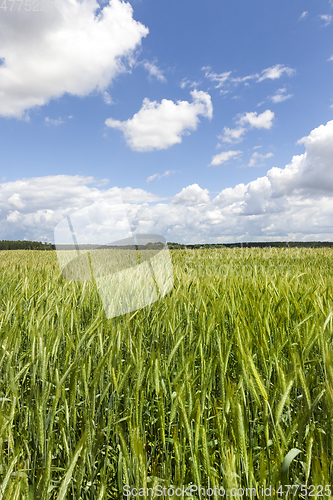 Image of Green field