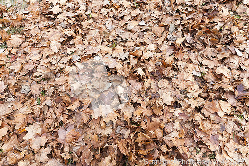 Image of dry maple leaves