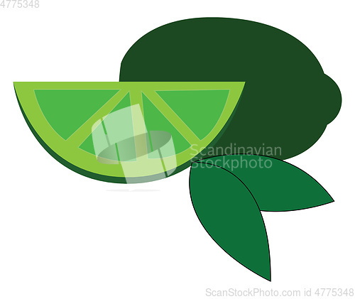Image of Gree lime slice with green leaves  vector illustration on white 