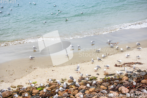 Image of Seagulls on the beach