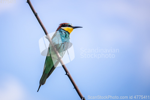 Image of a rainbow Bee-eater bird sitting on a branch
