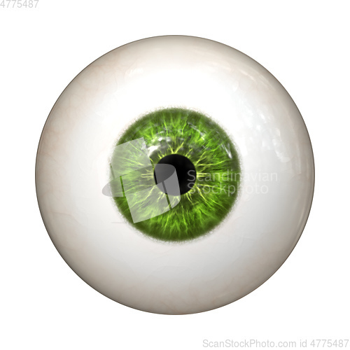 Image of green iris