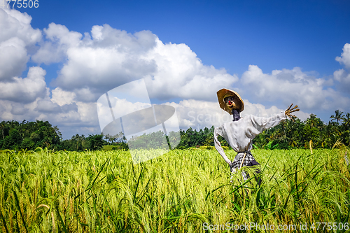Image of Scarecrow in Jatiluwih paddy field rice terraces, Bali, Indonesi