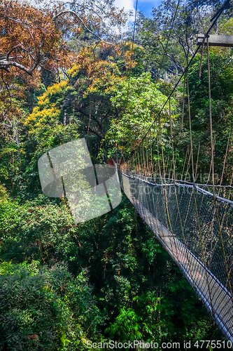 Image of Suspension bridge, Taman Negara national park, Malaysia