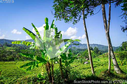 Image of Plantations in green fields, Sidemen, Bali, Indonesia