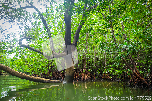 Image of Mangrove in Phang Nga Bay, Thailand