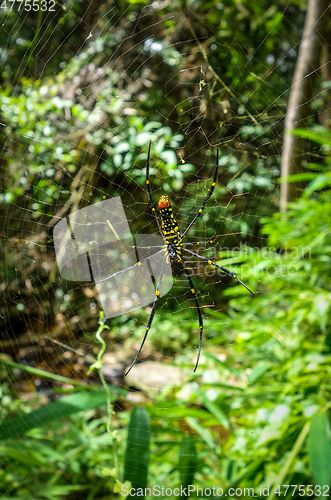 Image of Orb weaver spider in jungle, Chiang Mai, Thailand