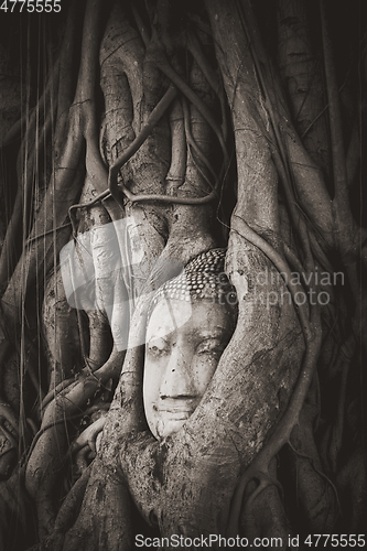 Image of Buddha Head in Tree Roots, Wat Mahathat, Ayutthaya, Thailand