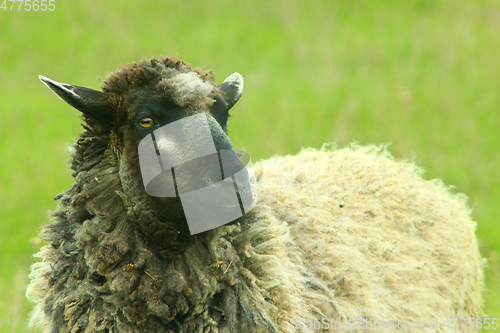 Image of sheep grazing on the grass