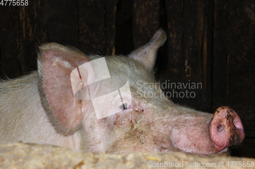 Image of pig in the shed
