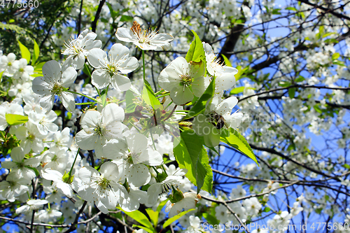 Image of branch of blooming cherry